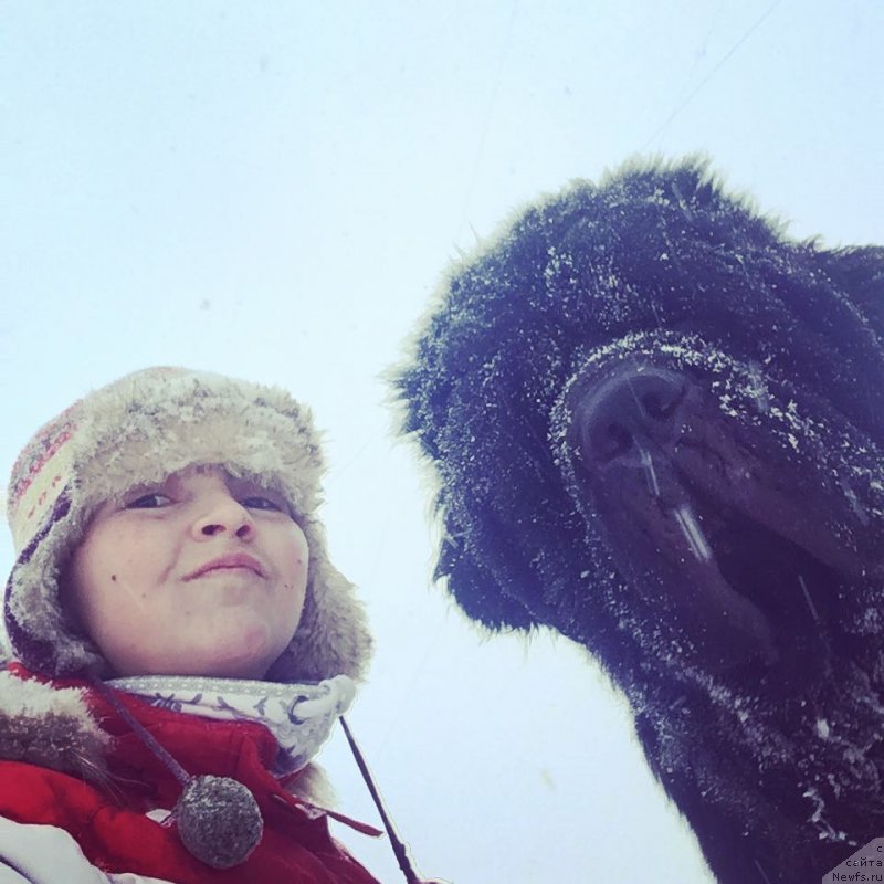 Фото: ньюфаундленд Chernaya Mafia Big Bang Theory (Черная Мафия Биг Банг Тхеору)