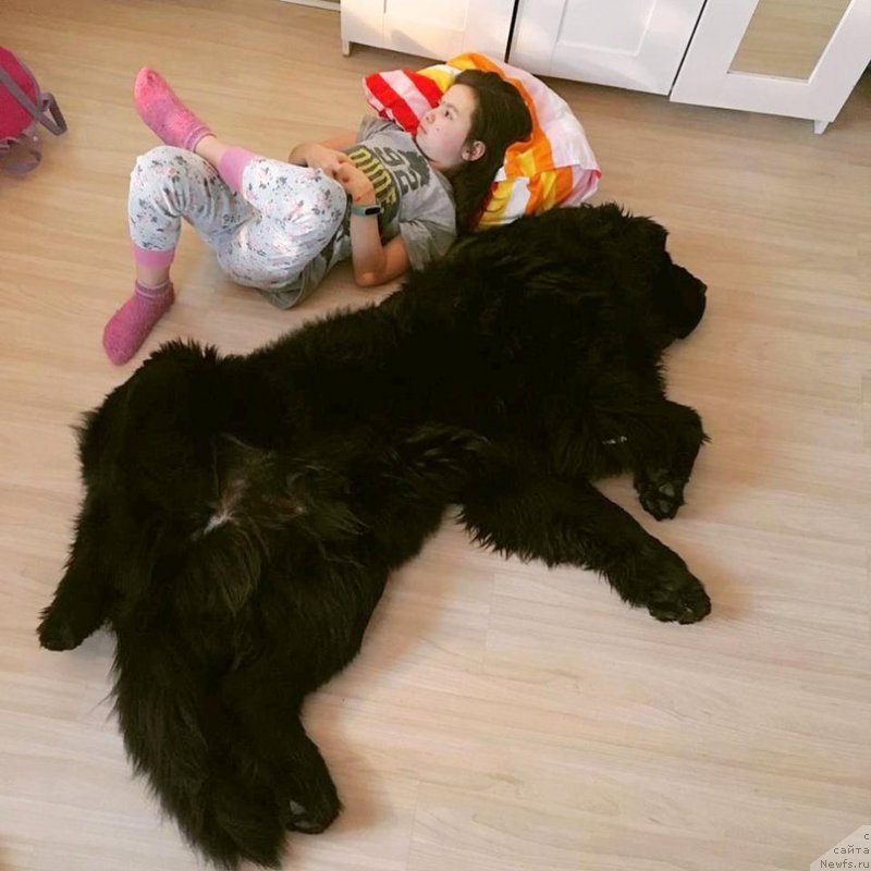 Фото: ньюфаундленд Chernaya Mafia Big Bang Theory (Черная Мафия Биг Банг Тхеору)