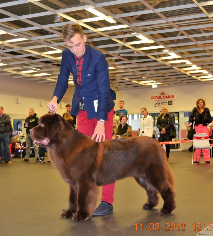 Фото: ньюфаундленд Brownblood MSK Alfa-Romeo Gold Baddy (Браунблад МСК Альфа-Ромео Голд Бадди)