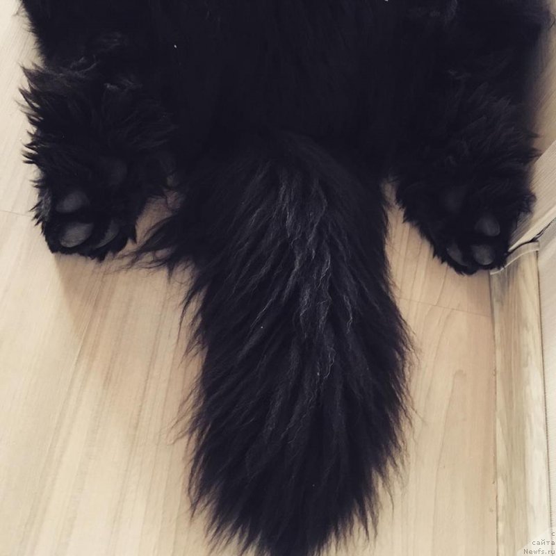 Фото: ньюфаундленд Chernaya Mafia Big Bang Theory (Черная Мафия Биг Банг Тхеору)