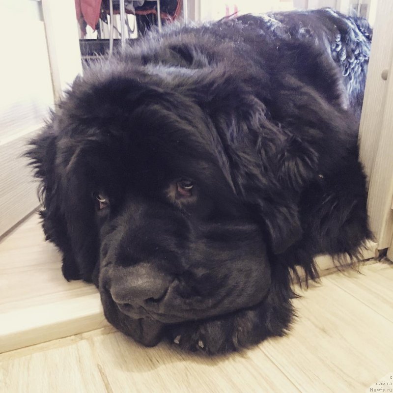 Фото: ньюфаундленд Chernaya Mafia Big Bang Theory (Черная Мафия Биг Банг Тхеору)