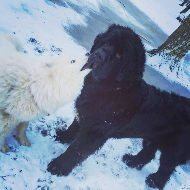 Фото: ньюфаундленд Chernaya Mafia Big Bang Theory (Черная Мафия Биг Банг Тхеору)