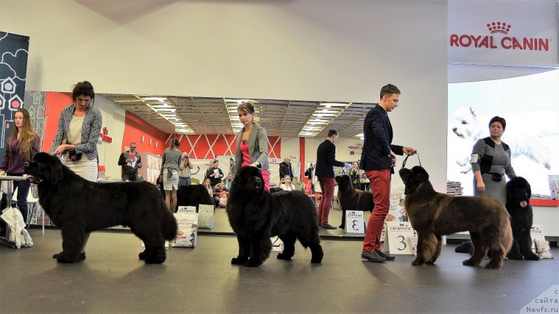 Фото: ньюфаундленд Brownblood MSK Amadey-Defender (Браунблад МСК Амадей-Дефендер), ньюфаундленд Brownblood MSK Alfa-Romeo Gold Baddy (Браунблад МСК Альфа-Ромео Голд Бадди)