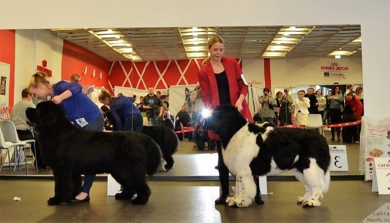 Фото: PRIVATE CAST THIS IS ABOUT ME, ньюфаундленд Super Bizon Zerbino (Супер Бизон Зербино)