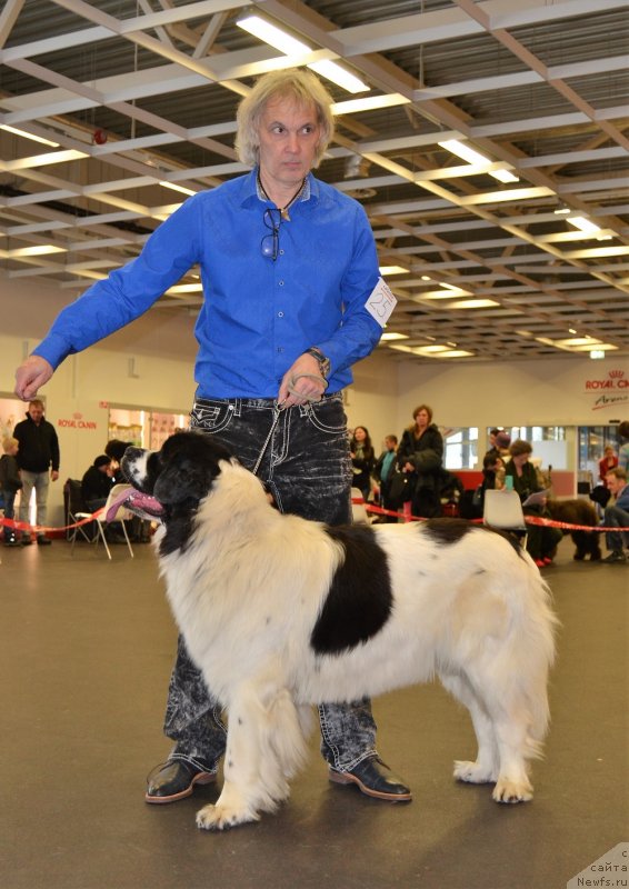 Фото: ньюфаундленд Flyufi Avalanch Jumanji (Флюфи Аваланч Жуманжи)