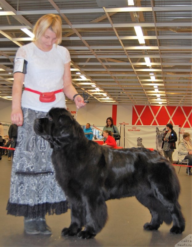 Фото: ньюфаундленд Brownblood MSK Zhansaya Shuli (Браунблад МСК Жансая Шули)