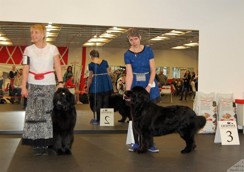 Фото: ньюфаундленд Brownblood MSK Zhansaya Shuli (Браунблад МСК Жансая Шули), BOSSA 'N' MAGIC SHIRLEY SYMPHONY