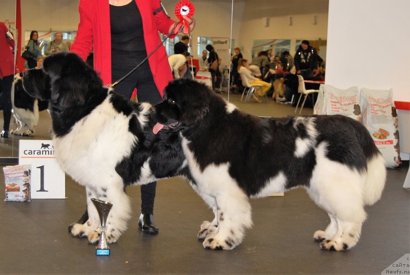 Фотография № 233859