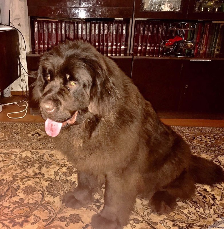 Фото: ньюфаундленд Braunblad MSK Donna Goldi (Браунблад МСК Донна Голди)