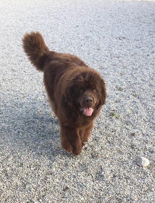 Фото: ньюфаундленд Braunblad MSK Djoy Orson (Браунблад МСК Джой Орсон)