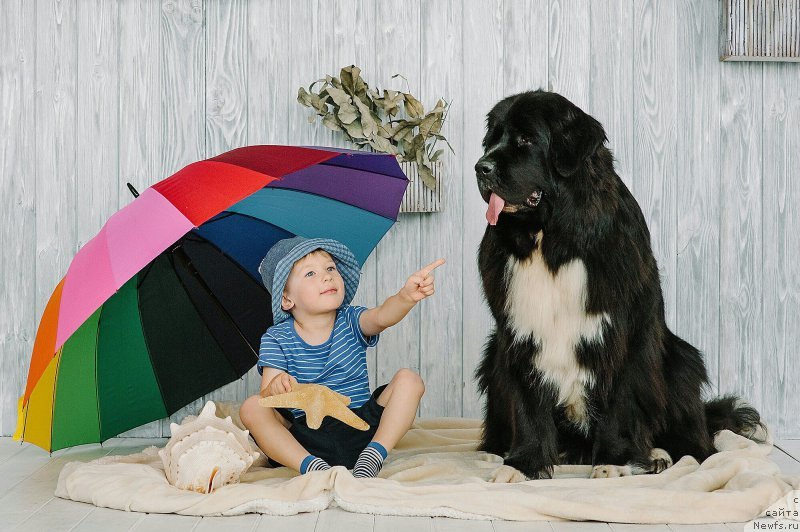 Фото: ньюфаундленд Aily Edich Feast (Айлу Эдиш Феаст)