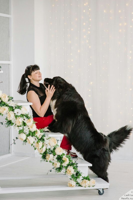 Фото: ньюфаундленд Aily Edich Feast (Айлу Эдиш Феаст)