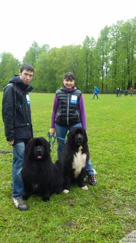 Фото: ньюфаундленд Aily Edich Feast (Айлу Эдиш Феаст)