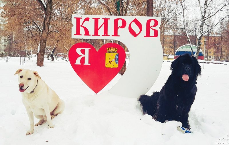 Фото: ньюфаундленд Velyke Malyatko Bayaderka Yurka