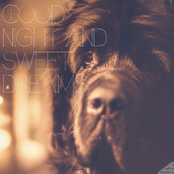 Фото: ньюфаундленд Velyke Malyatko Bayaderka Yurka