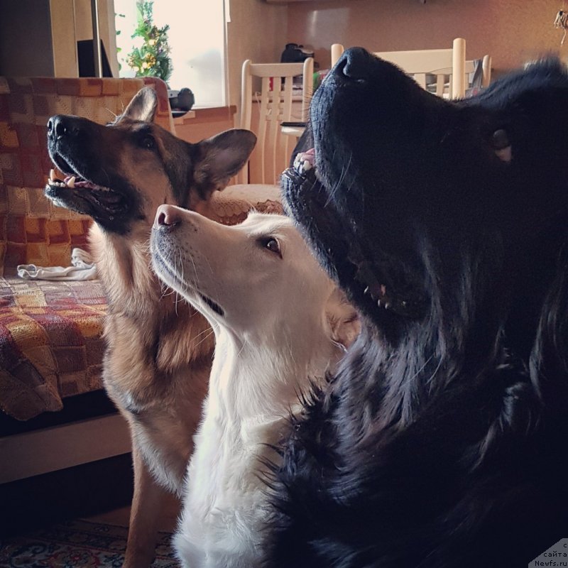 Фото: ньюфаундленд Velyke Malyatko Bayaderka Yurka