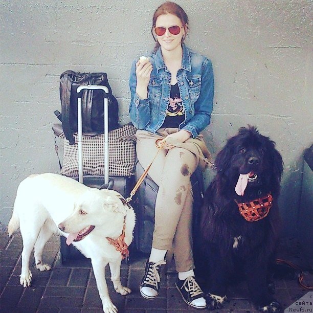 Фото: ньюфаундленд Velyke Malyatko Bayaderka Yurka