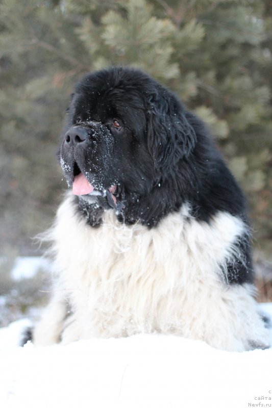 Фотография № 233893