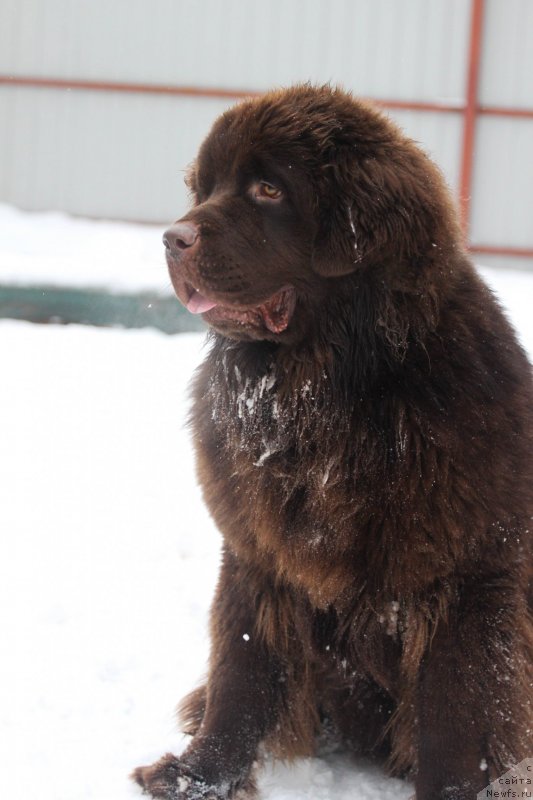 Фото: ньюфаундленд Braunblad MSK Daymond Maks (Браунблад МСК Даймонд Макс)