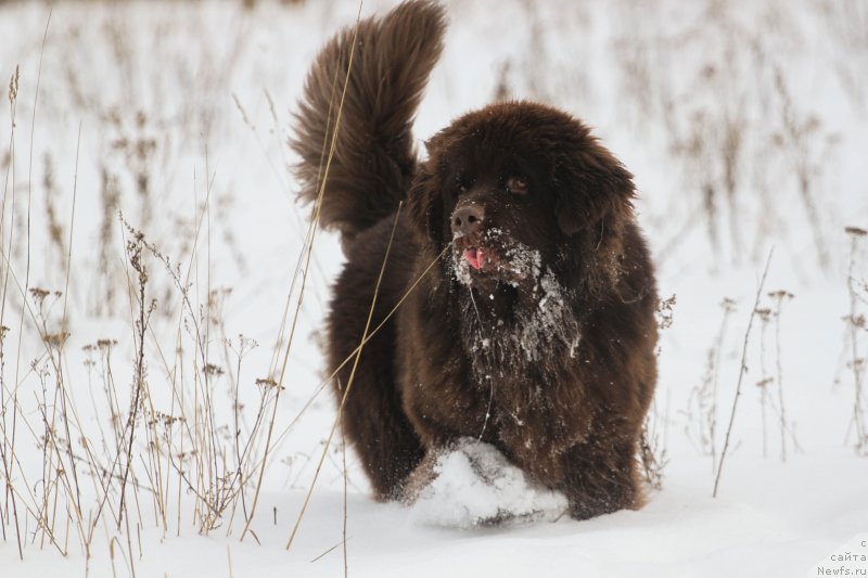 Фото: ньюфаундленд Braunblad MSK Daymond Maks (Браунблад МСК Даймонд Макс)