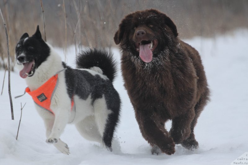 Фото: ньюфаундленд Braunblad MSK Daymond Maks (Браунблад МСК Даймонд Макс)