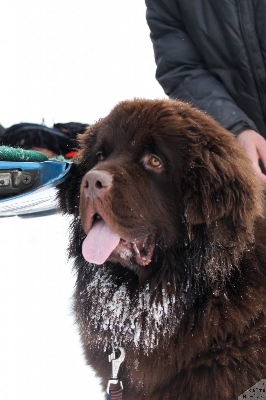 Фото: ньюфаундленд Braunblad MSK Daymond Maks (Браунблад МСК Даймонд Макс)