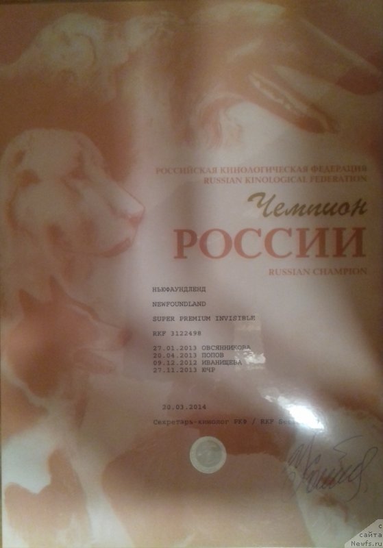 Фото: ньюфаундленд Super Premium Invisible (Супер Премиум Инвисибл)