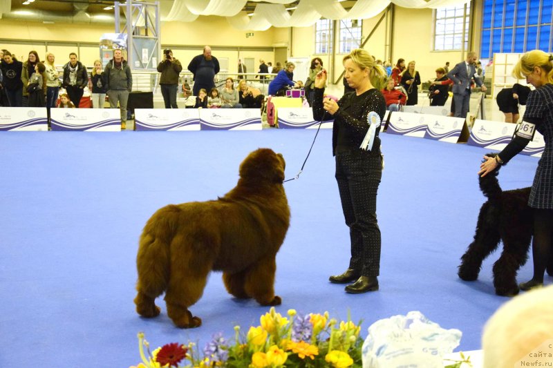 Фото: ньюфаундленд Braunblad MSK Djoy Orson (Браунблад МСК Джой Орсон)