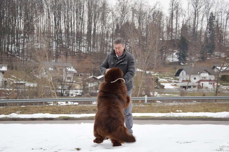 Фото: ньюфаундленд Braunblad MSK Djoy Orson (Браунблад МСК Джой Орсон)