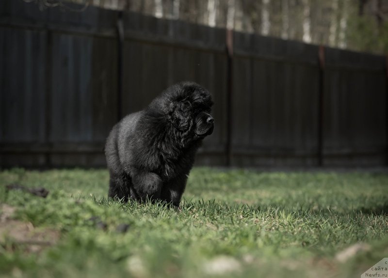 Фото: ньюфаундленд Much Better Kilnioji Sirdis