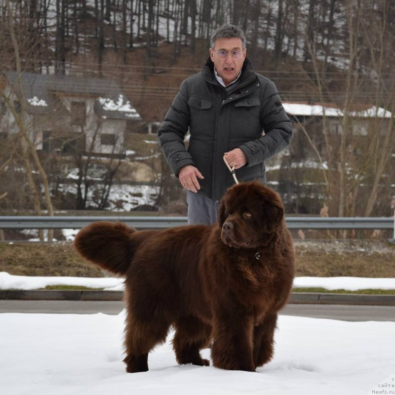 Фото: ньюфаундленд Braunblad MSK Djoy Orson (Браунблад МСК Джой Орсон)