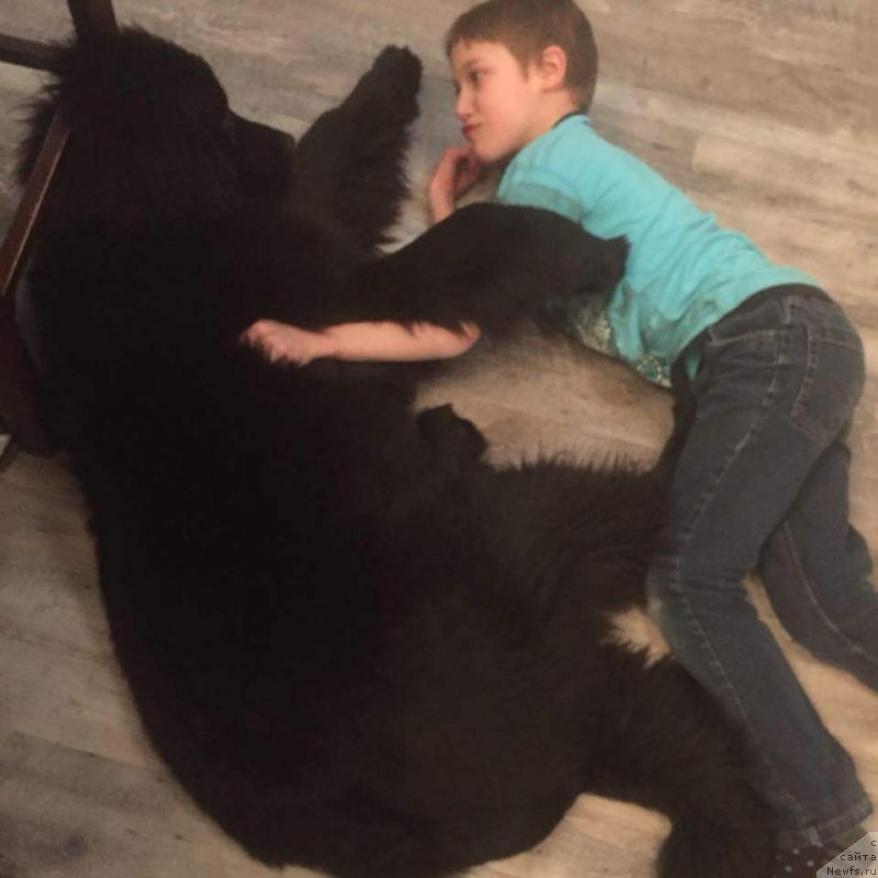 Фото: ньюфаундленд Liberte Cacharel (Либерте Кашарель)