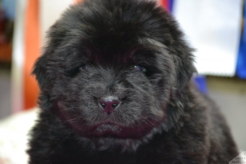 Фото: Щенок от, ньюфаундленд Noel Naslednitsa Vyatskiy Medved (Ноэль Наследница Вятских Медведей), ньюфаундленд Nazar Vyatskiy Medved (Назар Вятский Медведь)