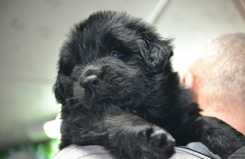 Фото: Щенок от, ньюфаундленд Noel Naslednitsa Vyatskiy Medved (Ноэль Наследница Вятских Медведей), ньюфаундленд Nazar Vyatskiy Medved (Назар Вятский Медведь), ньюфаундленд Legenda Rossii Vyatskiy Medved' (Легенда России Вятский Медведь)