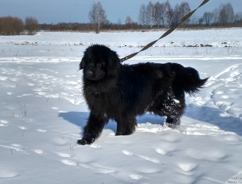 Фото: ньюфаундленд Velyke Malyatko Imla Roztane