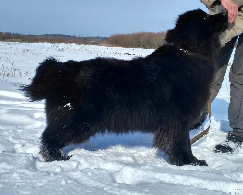 Фото: ньюфаундленд Velyke Malyatko Imla Roztane