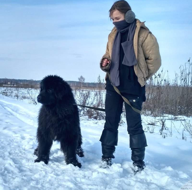 Фото: ньюфаундленд Velyke Malyatko Imla Roztane
