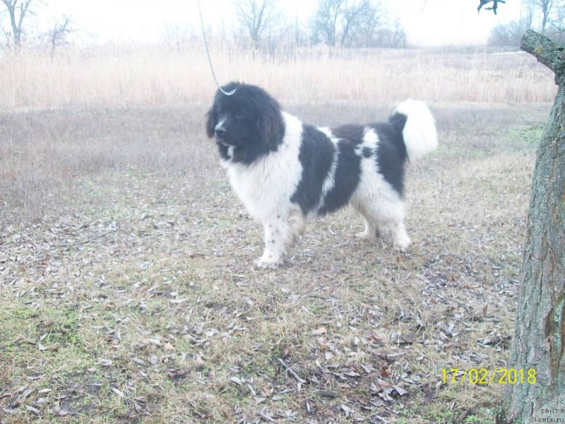 Фото: ньюфаундленд Velyke Malyatko Ity Do Peremogy