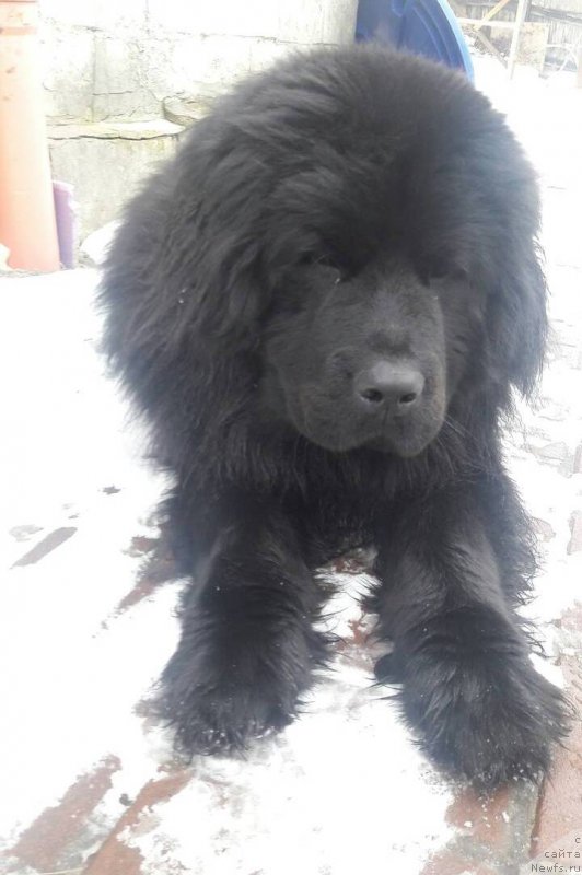 Фото: ньюфаундленд Velyke Malyatko Ispyt Vytrymav