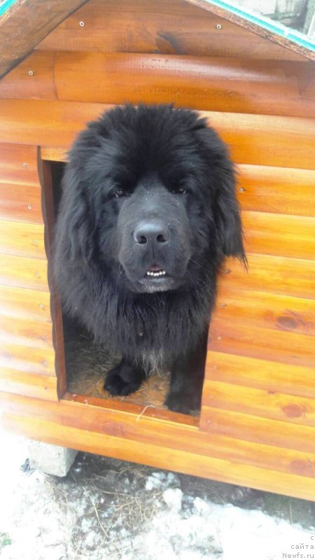 Фото: ньюфаундленд Velyke Malyatko Ispyt Vytrymav