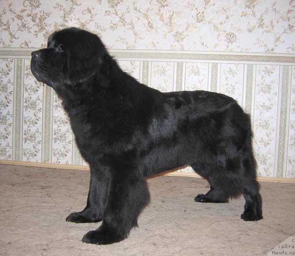 Фото: ньюфаундленд Euro Surprise ot Sibirskogo Medvedja (Евро Сюрпрайз от Сибирского Медведя)