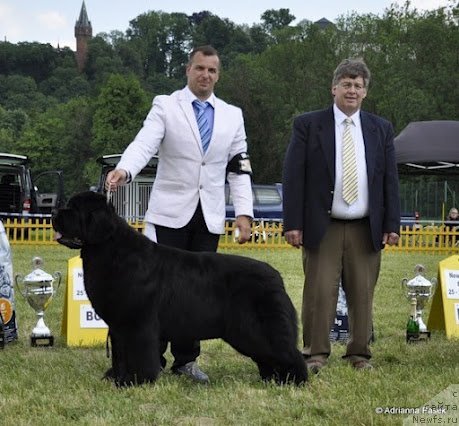 Фото: ньюфаундленд Islands Prince Fly Dove To Ursinus Velutus