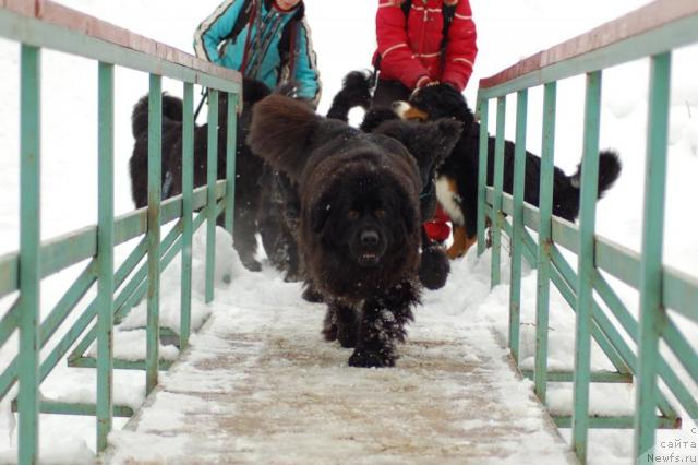Фото: ньюфаундленд CHansi iz Zolotogo Treugol'nika (Чанси из Золотого Треугольника)