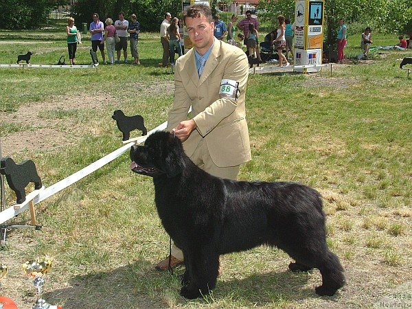 Фото: ньюфаундленд Ursinus Velutus Endless Nameless