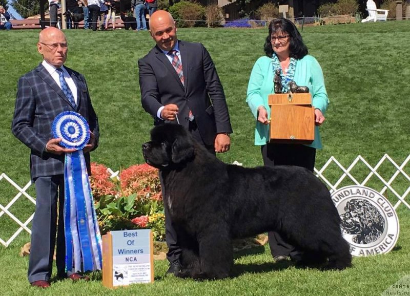 Фото: ньюфаундленд Ursinus Velutus Zesty Guy