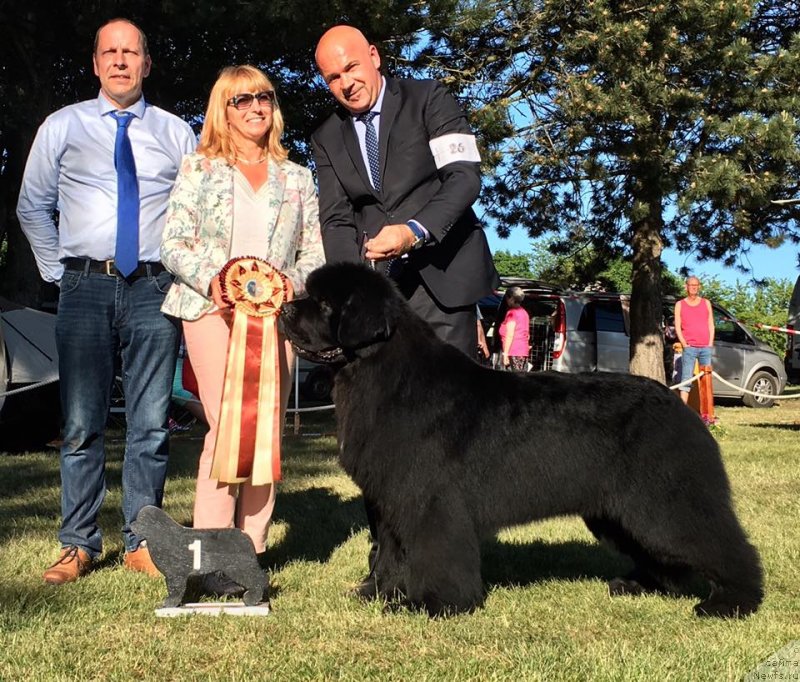 Фото: ньюфаундленд Ursinus Velutus Zesty Guy