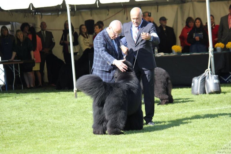 Фото: ньюфаундленд Ursinus Velutus Zesty Guy