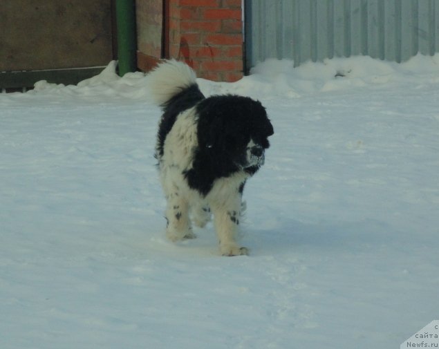 Фото: ньюфаундленд Baffi ot Karel'skih Medvedey (Баффи от Карельских Медведей)