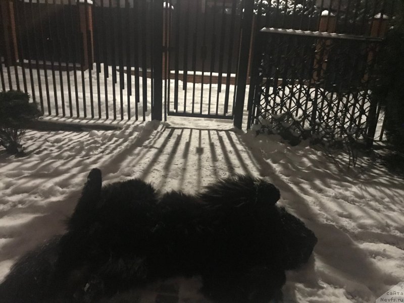 Фото: ньюфаундленд Ih Visochestvo Bishop Karl (Их Высочество Бишоп Карл)