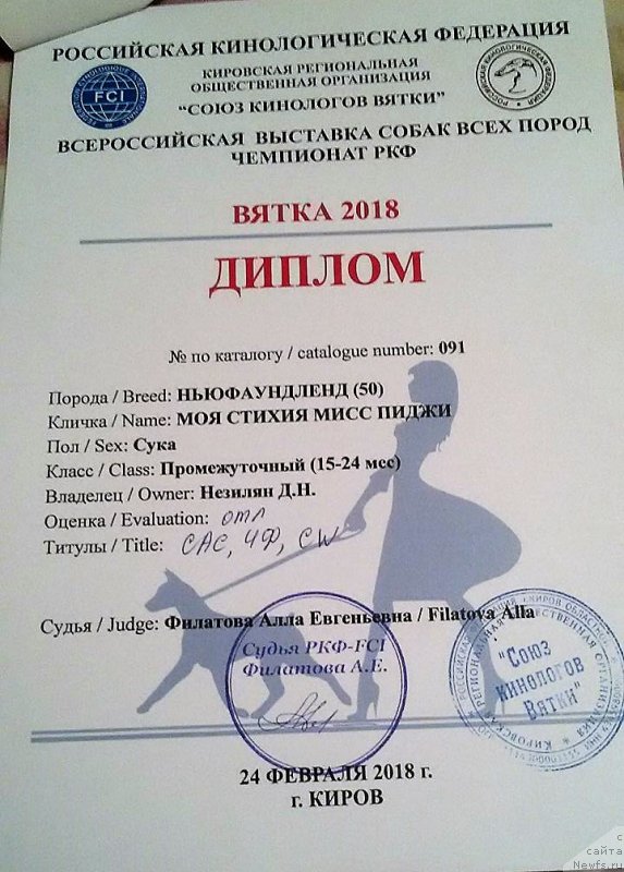 Фото: ньюфаундленд Moya Stihiya Miss Pidji (Моя Стихия Мисс Пиджи)